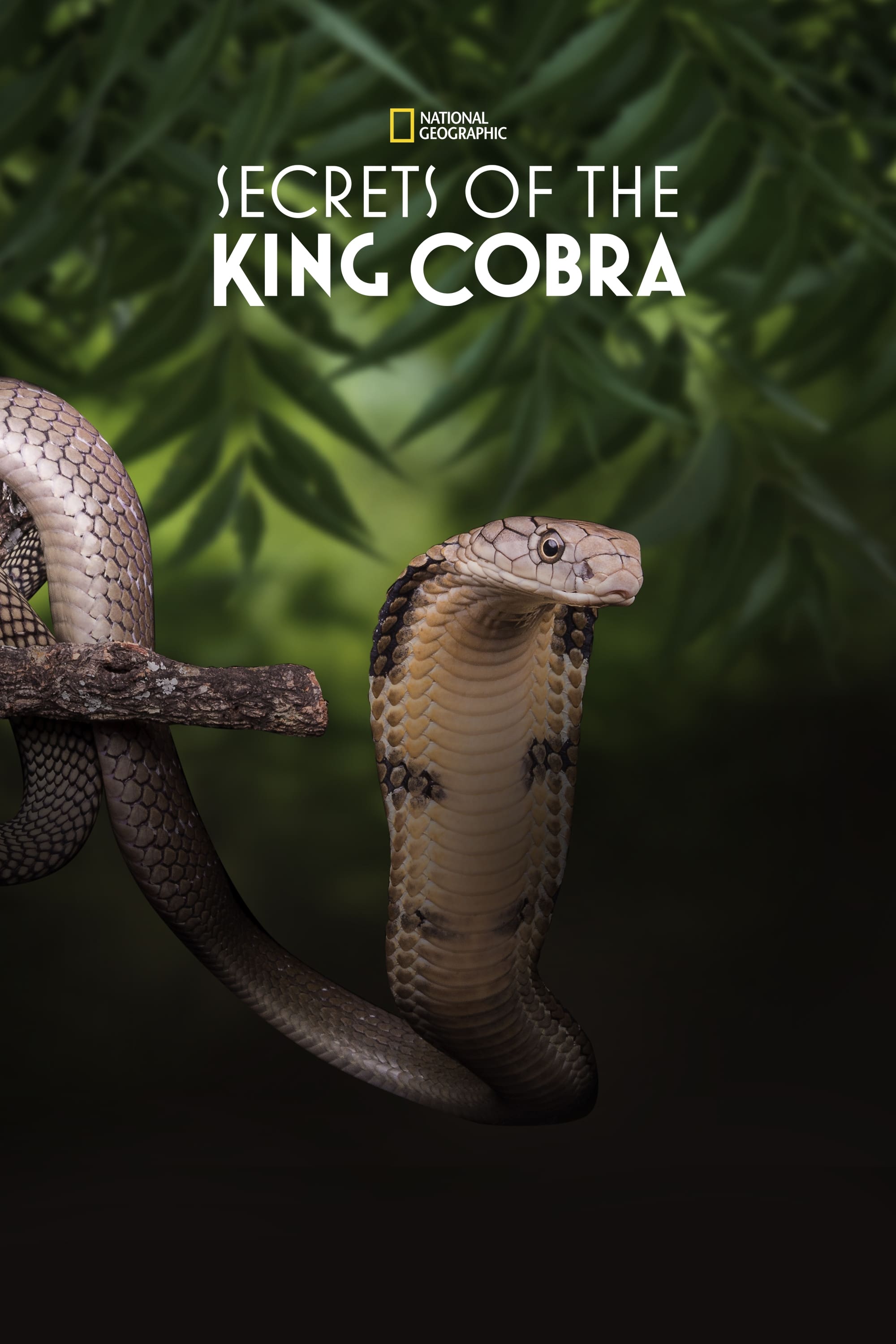 Постер Secrets of the King Cobra